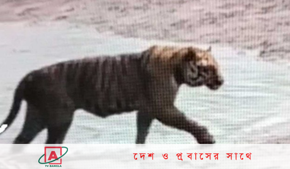 বাঘ দিবস : আশার আলো দেখাচ্ছে সুন্দরবন