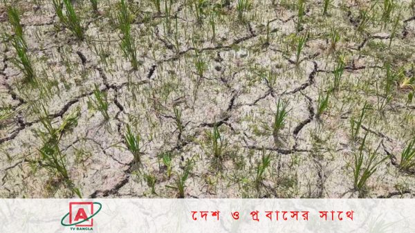 বৃষ্টিশূন্যতা ও তীব্র দাবদাহে দিশেহারা কৃষক