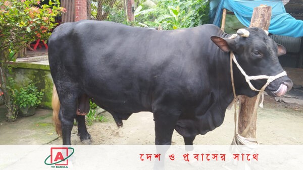 কুরবানির হাটের জন্য প্রস্তুত সাড়ে ২৩ মণ ওজনের তুতুল বাহাদুর