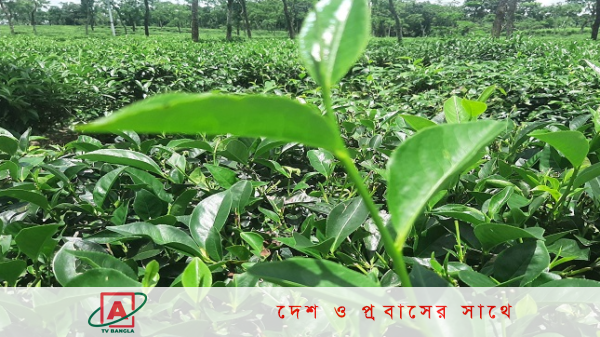 কাজে ফিরেছেন মৌলভীবাজারের ভাড়াউড়ার চা-শ্রমিকরা