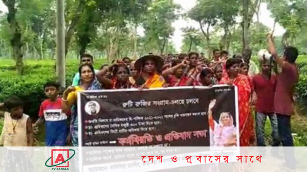 হবিগঞ্জে প্রায় ১০ লাখ কেজি কাঁচা চা পাতা পচে গেছে