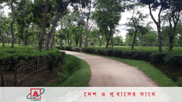 তৃতীয় দফার সমঝোতা প্রত্যাখ্যান, চা শ্রমিকদের কর্মবিরতি চলছে