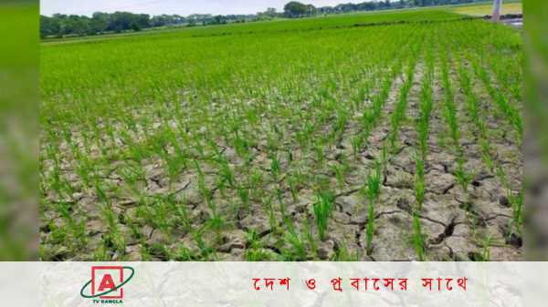 নেত্রকোনায় অনাবৃষ্টি ও দাবদাহে আমনের আবাদ হুমকির মুখে