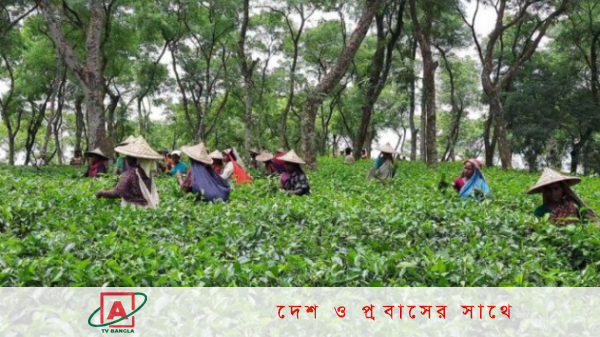পুরোদমে কাজে চা শ্রমিকেরা, প্রাণ ফিরেছে বাগানে