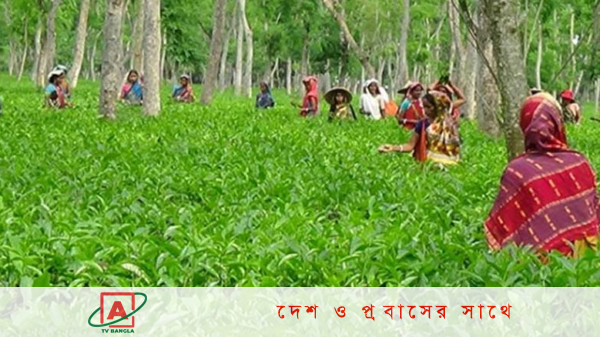 কাজে ফিরেই রেকর্ড গড়লেন চা শ্রমিকরা!