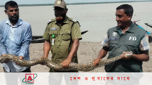 লোকালয় থেকে অজগর উদ্ধার, সুন্দরবনে অবমুক্ত