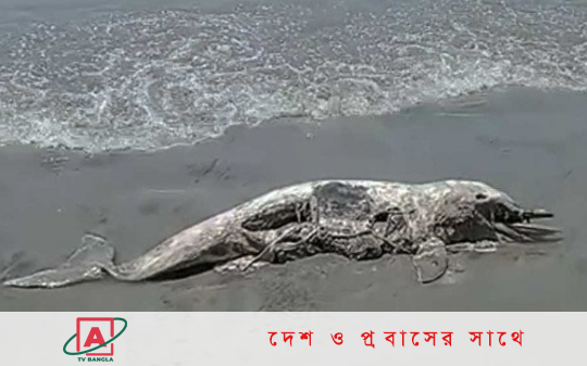 পটুয়াখালী সৈকতে একই দিনে ভেসে এলো মৃত তিমি ও ডলফিন