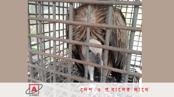 বিপন্ন প্রজাতির ৪০ শকুন উদ্ধার