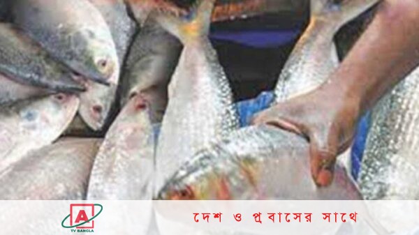 শুক্রবার থেকে ২২ দিন ইলিশ ধরায় আসছে নিষেধাজ্ঞা