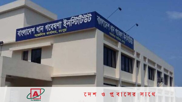 ৮০ শতাংশ পরিপক্ব আমন ধান কাটার পরামর্শ