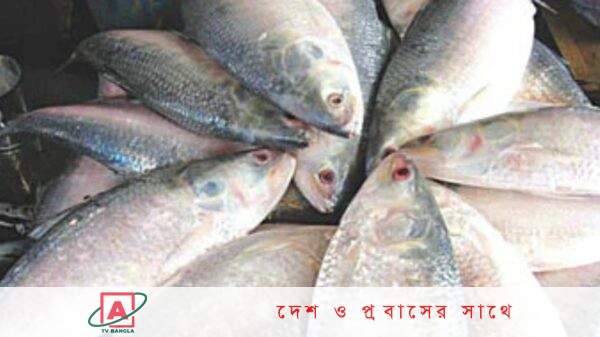 মা ইলিশ গতবারের চেয়ে ২ দশমিক ৪ শতাংশ বেশি ডিম ছেড়েছে