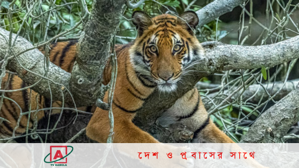 সুন্দরবনে বাঘের সংখ্যা নির্ধারণে আবার শুরু হয়েছে বাঘ গণনা