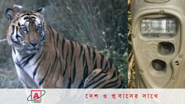 বাঘ গুনতে সুন্দরবনে বসানো ৮ ক্যামেরা চুরি