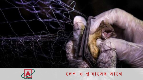 ২৮ জেলা নিপাহ ভাইরাসে আক্রান্ত