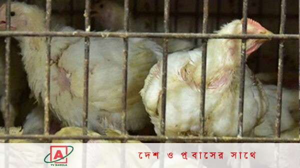 দাম কমল ব্রয়লার মুরগির