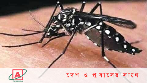মশা ধরে দিলে মিলবে নগদ অর্থ পুরস্কার