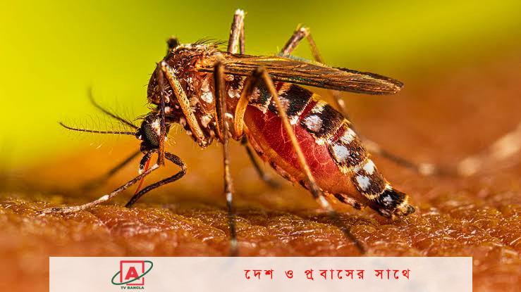 নতুন করে ডেঙ্গুতে আক্রান্ত ৩৮৩, মৃত্যু ১